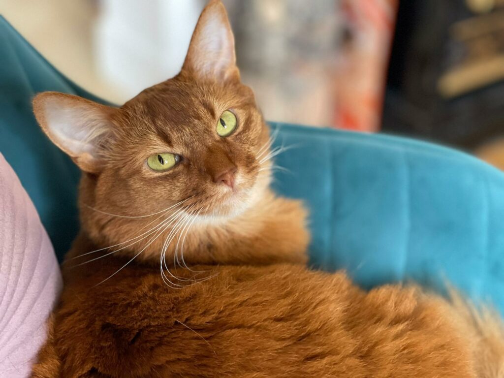 Over 80% of registered cats in Flanders are sterilised